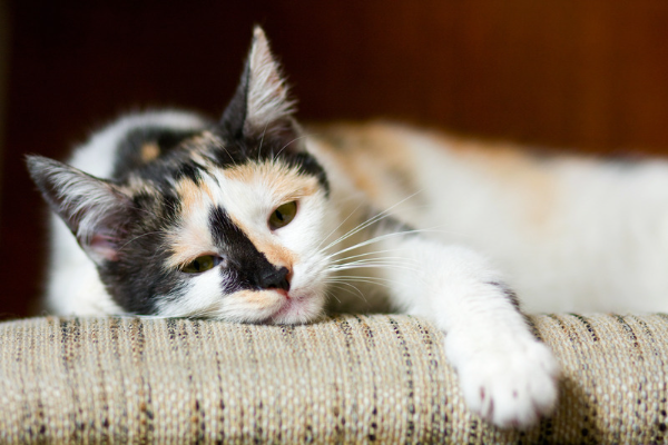Cinco señales de que tu gato se aburre