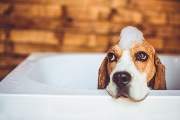 Cómo y cuándo bañar a tu perro