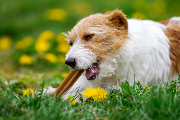 Cuántos snacks (veganos) son muchos snacks para tu perro