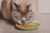 gato comiendo comida húmeda vegana