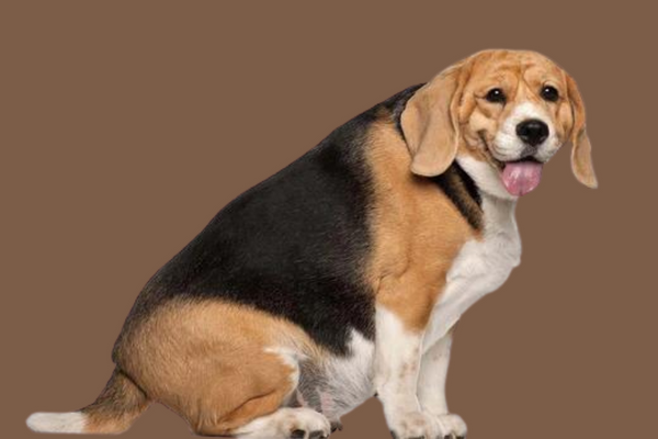 perro con sobrepeso