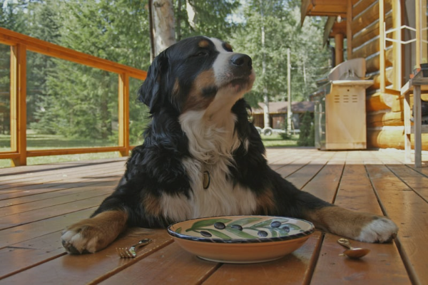 perro esperando su comida vegana en el porche